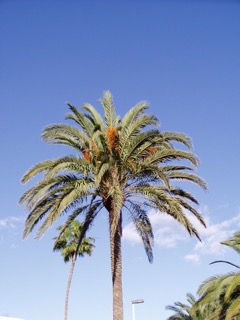 foto delle Canarie